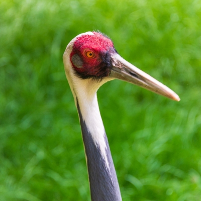 Witnekkraanvogel - De Zonnegloed - Dierenpark - Dieren opvangcentrum - Sanctuary